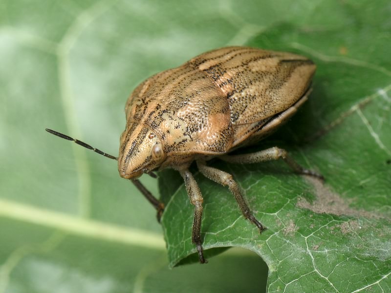 Odontotarsus purpureolineatus (Rossi, 1790)
